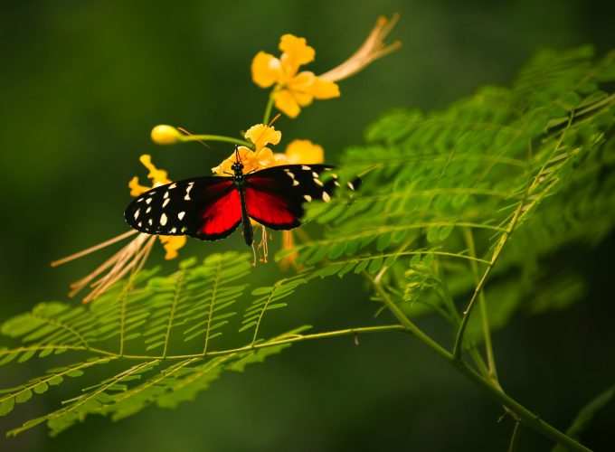 Wallpaper Beautiful Butterfly, red wings, green background, wild nature, yellow flowers, insects, Animals 6771215791